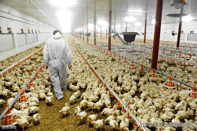 养殖代养回收是真的吗？养鸡人应该如何选择合作公司？