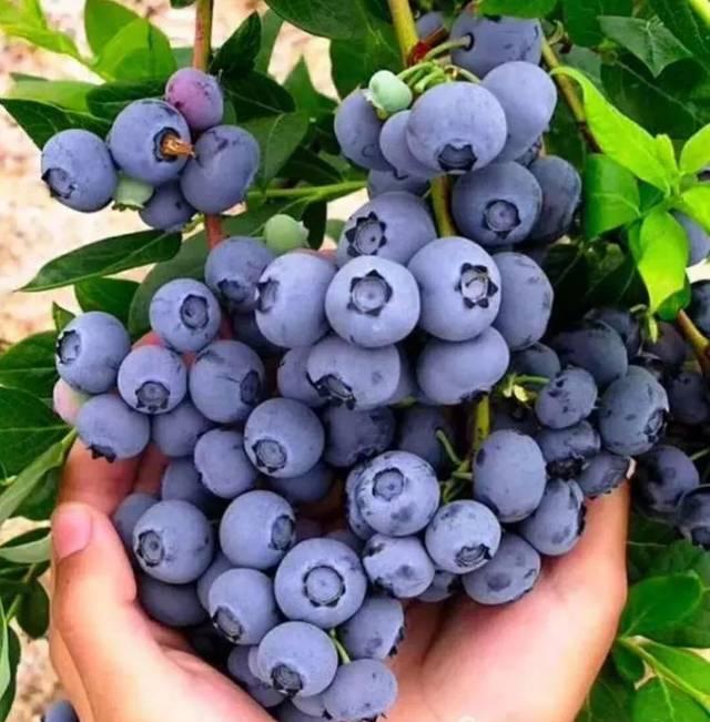 阳台种蓝莓，注意3个要点，一次结果几十斤，好吃保视力