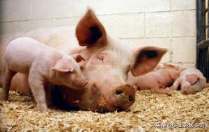 种猪养殖技术(母猪养殖技术)
