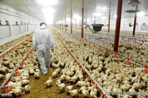 肉鸡养殖合作回收(养殖代养回收是真的吗？养鸡人应该如何选择合作公司？)