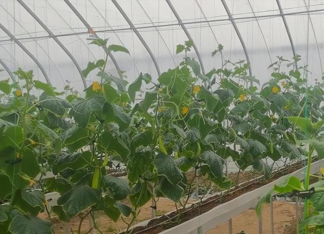 黄瓜一叶一瓜，6个种植技巧要牢记，黄瓜从下到上挂满架！