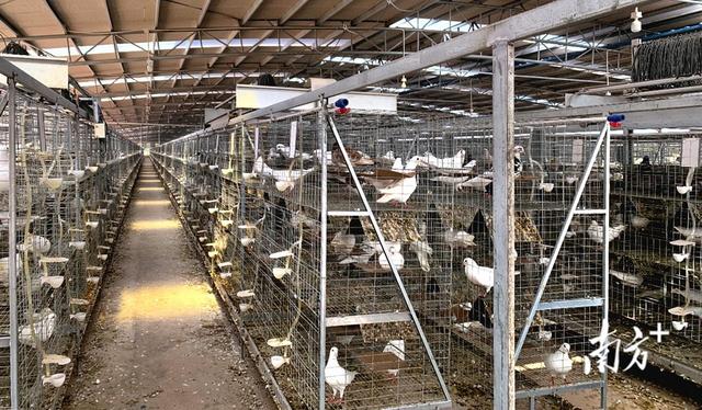 年产值6亿！英德谋建肉鸽养殖现代农业产业园