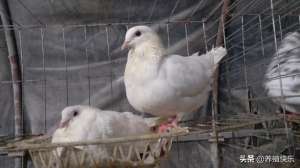 肉鸽养殖效益分析(肉鸽养殖成本和利润)