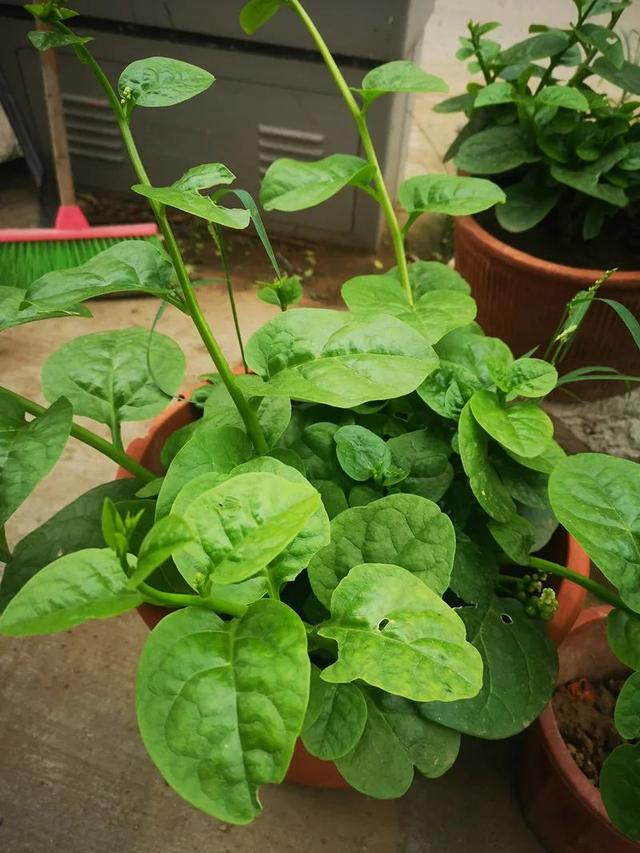 盆栽木耳菜“吃赏”两不误，栽种方法对了，一次可采摘一盘菜