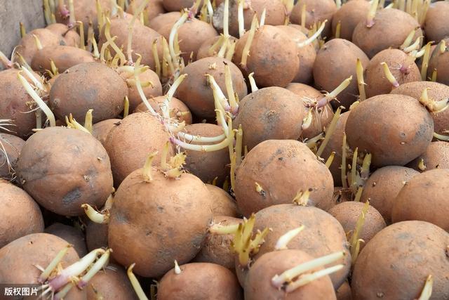 赣北丘陵——冬种马铃薯高效栽培技术，值得借鉴