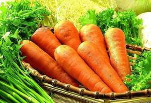 秋季胡萝卜的种植方法(秋天种植胡萝卜，播种前注意这4点，胡萝卜高产很容易)