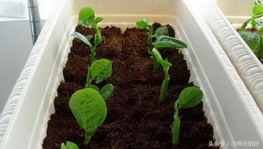 家庭怎么种木耳菜？一个好方法种起来真容易，比绿萝还长还美！