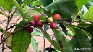 广西种植咖啡(咖啡树怎么种植？原来它的生长特征是这样的，在广西已经种植结果)