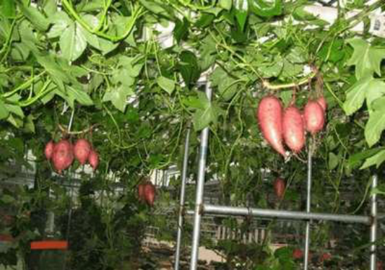 空中红薯种植，新型种植方式颠覆传统