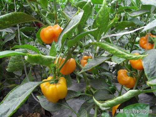 掌握好栽种甜椒的时间，用对种植方法，才能使辣椒长得更好