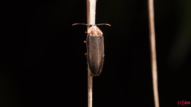 11种萤火虫首次被列入“三有名录”，对保护和利用将起怎样的作用？专家：仅仅是开始