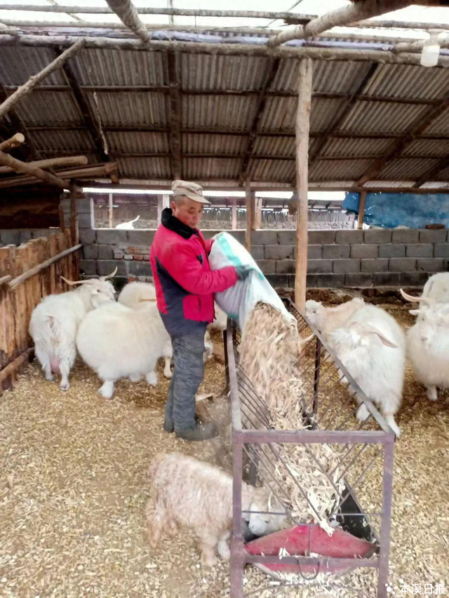 “一羊双产”孕育“温暖”产业