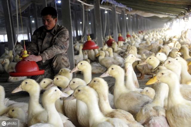 肉鸭养殖五大技术关键点的控制及方法