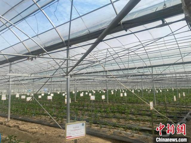 （乡村行·看振兴）江西南昌深耕特色农业产业 “小辣椒”铺就致富路
