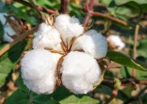 新疆种植什么(上千年种植史、产量全国第一、世界顶级品质……新疆棉花到底有多强？)