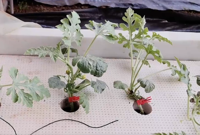 西瓜换个方式种植，无土栽培口感好，管理方法也简单