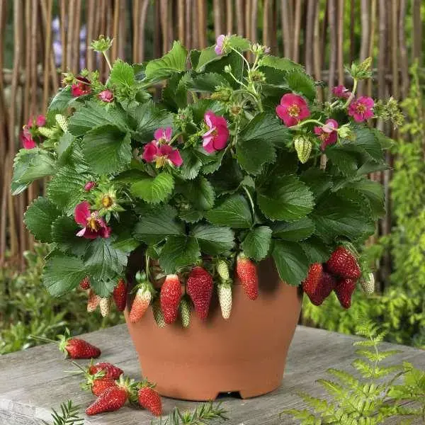冬季草莓种植技术(掌握8个草莓盆栽技巧，冬季养护的2种方法，一个月后吃到草莓)