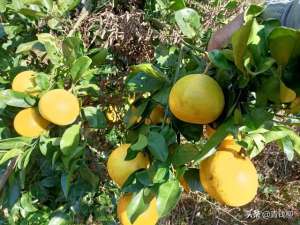 柑橘苗种植(柑橘高效栽培技术及精细化管理措施探究)