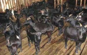 金堂黑山羊养殖视频(优良地方肉用山羊品种金堂黑山羊品种特性)