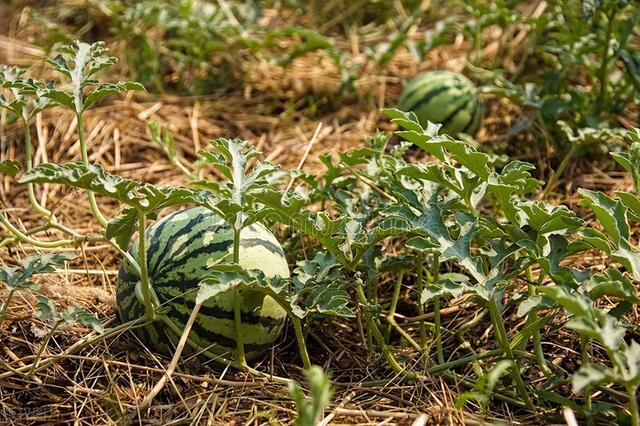 西瓜种植的详细技术介绍