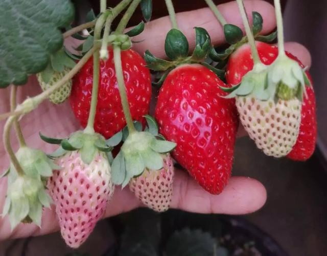 想种草莓没花盆，1根水管种10棵，阳台种一片，果实吃不完