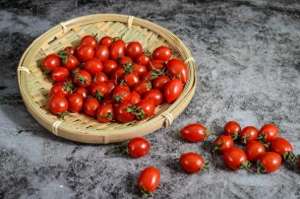 田里种植小西红柿(盆