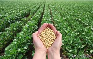 大黄的种植方法(如何才能种出高产优质的大豆？种植大豆要抓好哪几项管理重点？)