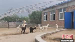 山西驼羊养殖(中国北方小山村的“羊驼经”)