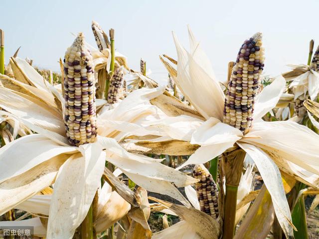 糯玉米栽培技术，这些方法掌握住，丰收不用愁