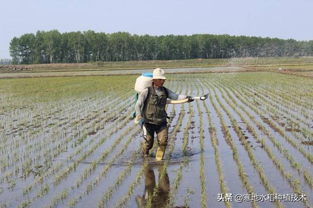 水稻具有自身调节功能，充分了解它的生植规律，才能节本增效