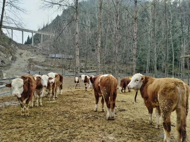 【引肉牛 扩规模】荆角乡多举措持续发展壮大肉牛产业