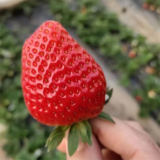 红颜草莓苗什么种植比较好？一亩地产量有多少斤