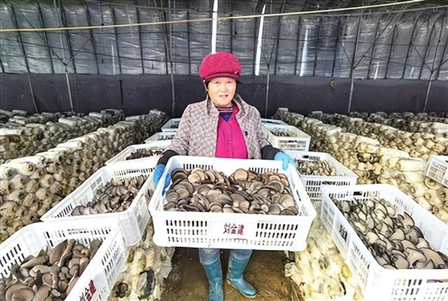 “小菌菇”撑起致富路！青岛西海岸新区铁山街道大力发展蘑菇种植产业