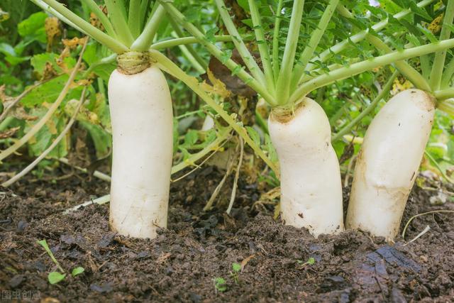 春萝卜栽培技术，种植方法既简单又方便，不妨学习一下