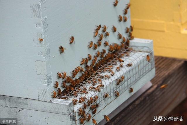 网购的中蜂标准箱，能养土蜂吗？巢框如何放置？