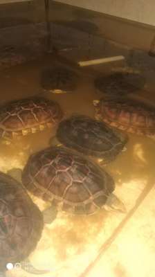 平胸龟养殖(小规模乌龟养殖，要注意什么？)