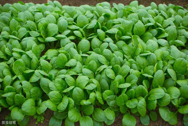 冬季种植菠菜，用好这7个小技巧，出苗快、产量大、品相佳