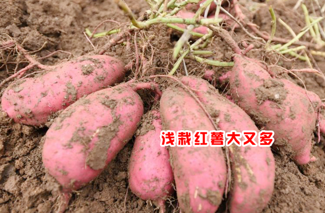 红薯苗怎么栽？深栽好还是浅栽好？掌握栽种技巧！红薯又大又高产