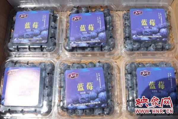 河南鲁山：“小蓝莓大产业”助农户脱贫增收