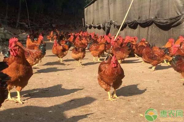 九斤黄鸡生长周期多长？九斤黄鸡该如何养殖？