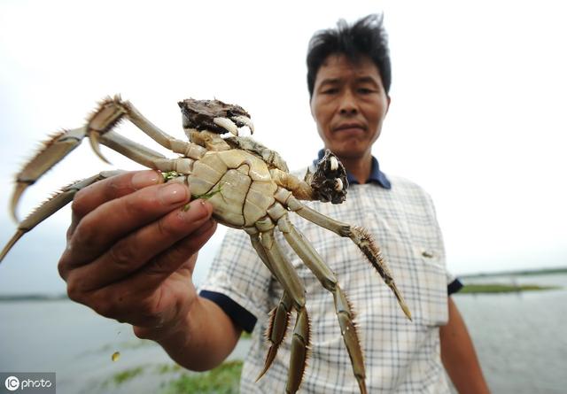 螃蟹养殖干货：24年资深老蟹农教你如何养好大闸蟹