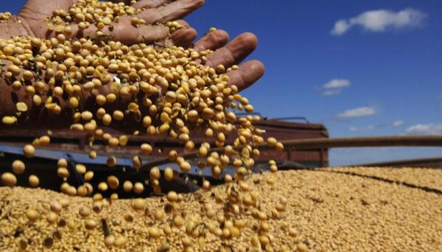 实施大豆振兴计划！2020年中国大豆种植面积将达到1.4亿亩