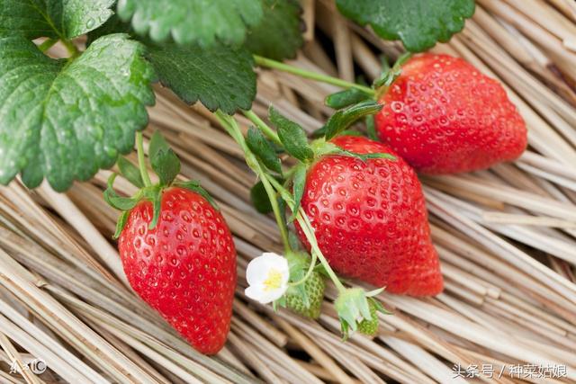 草莓种植简单，做到这些细节草莓长得好结果多，春天赶紧种几棵