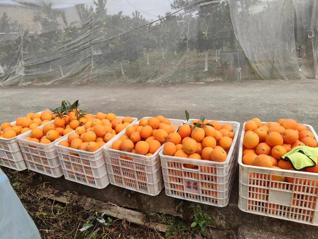 美国农场的脐橙园为什么比赣南脐橙盈利能力更强？