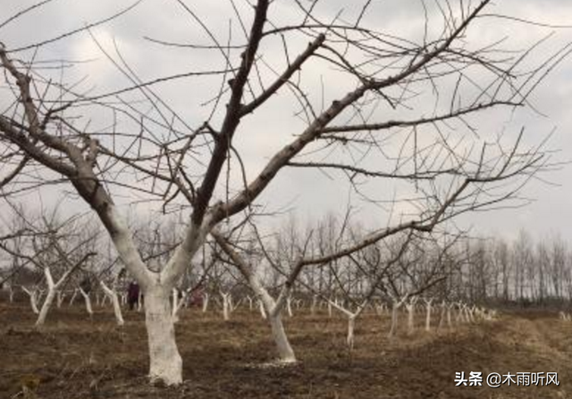 农民种植桃树，冬季不抗冻，怎样管理桃树安全越冬？