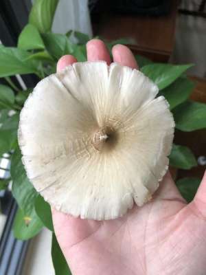 蘑菇好种植吗(这蘑菇卖100元一斤栽培60天采收，产出高，前景好你认识吗？)