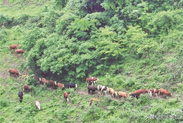 贵州：生态养殖 “接二连三” 绿色发展 “贵牛”唱响乡村振兴新牧歌