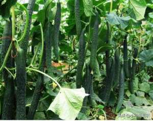 黄瓜种植利润(黄瓜亩产量是多少，如何种植黄瓜才能高产？)