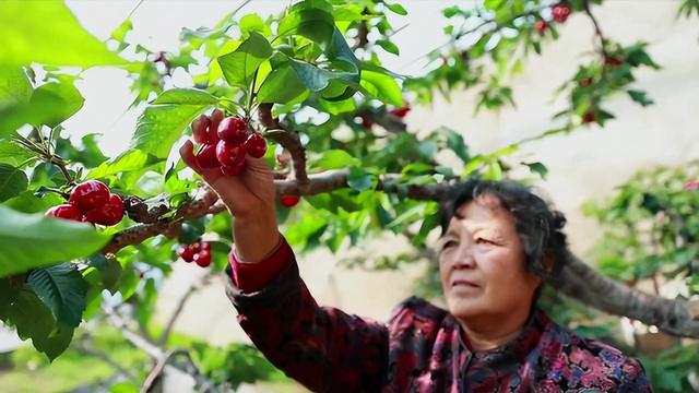 山东老兵投资600万种6年樱桃遭受3年疫情，专注特级果品，值不值