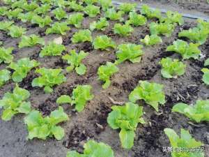 生菜露地种植(露地生菜种植，简单掌握这几个步骤，人人都可以种)
